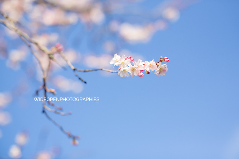 marine. seance grossesse boulogne billancourt 30