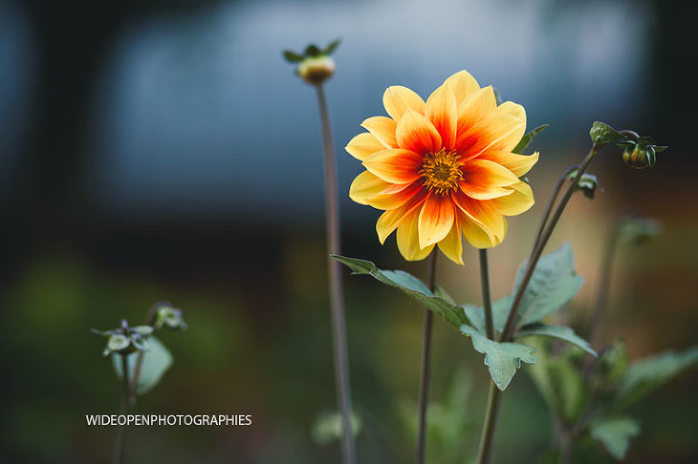 la famille A. seance famille vincennes 32