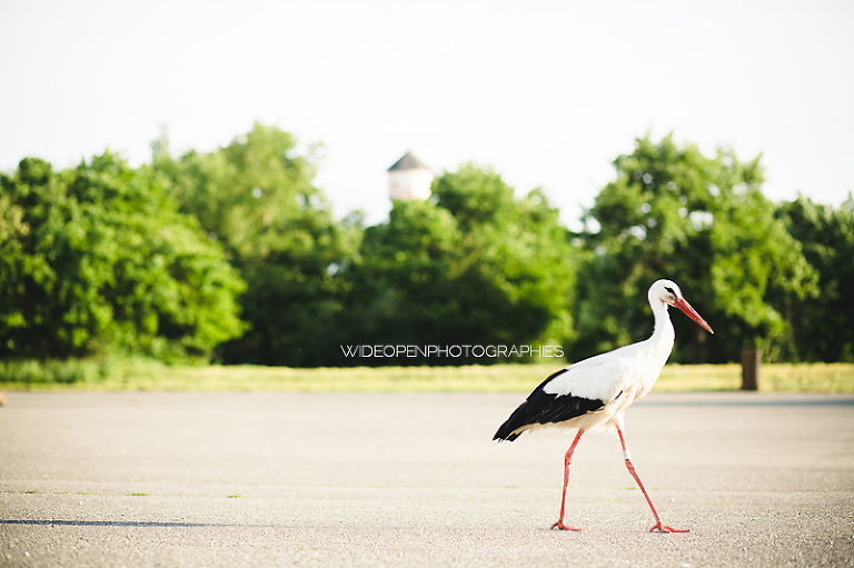 la famille S. seance famille ungersheim 60