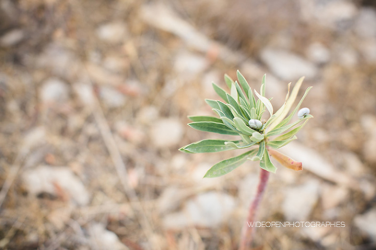 marion. seance grossesse aix en provence 30
