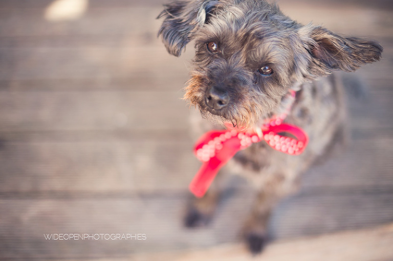 c+d. mariage montpellier mireval 057