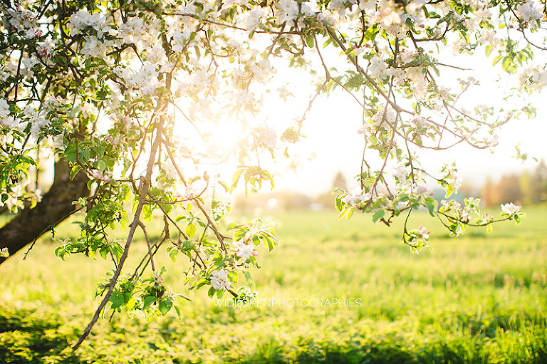 la famille C. photographe famille colmar alsace 70