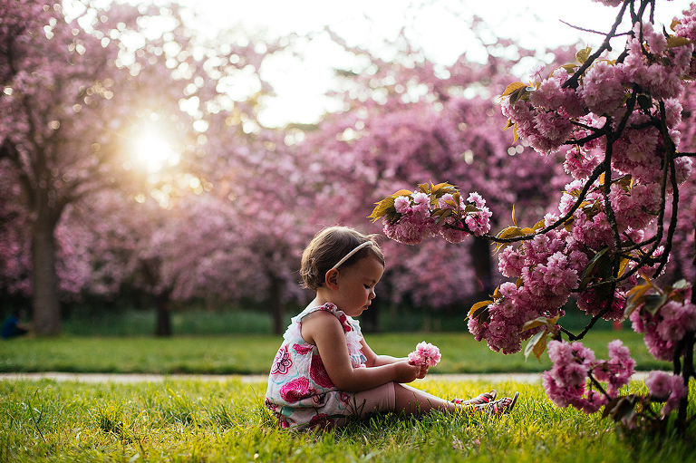 photographe cerisiers japonais paris