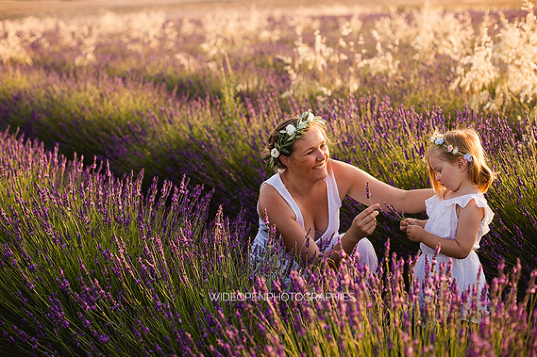 photographe famille champs de lavande 